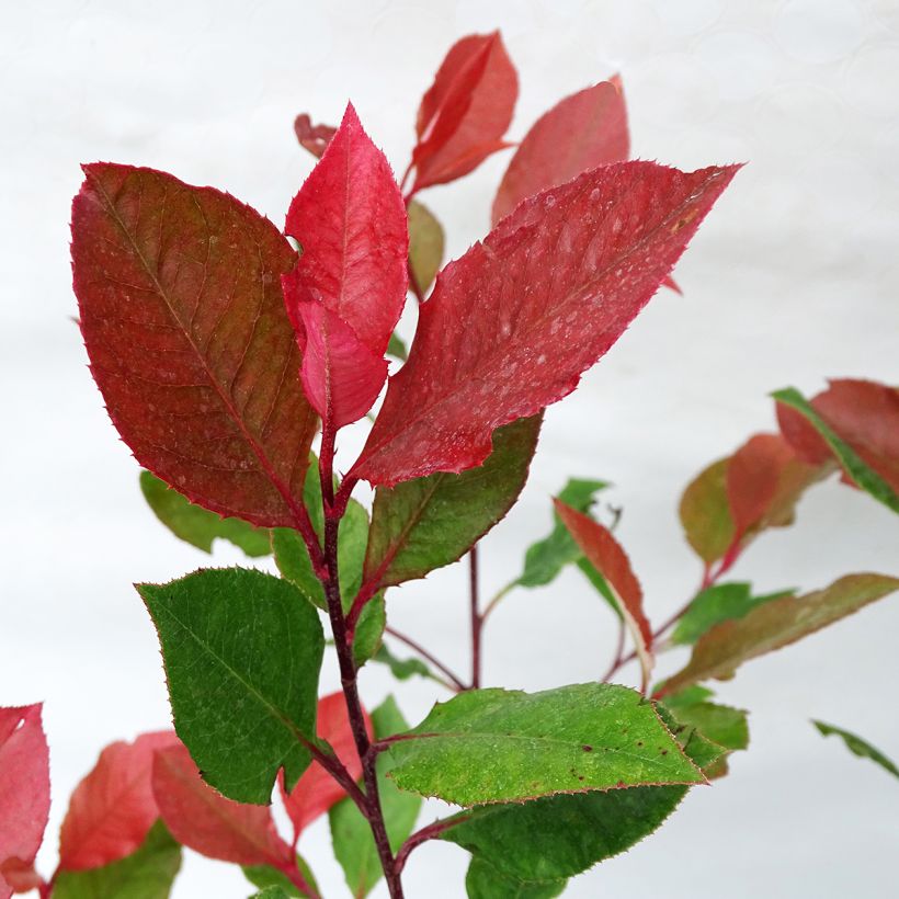 Photinia Little Red Robin (Feuillage)