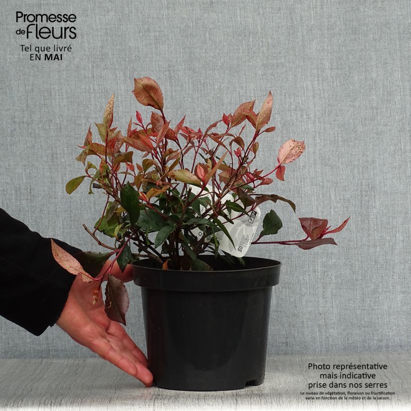 Spécimen de Photinia Little Red Robin en pot de 2L/3L tel que livré au printemps