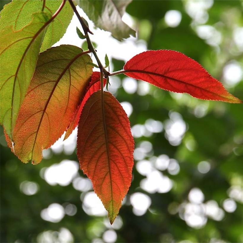 Photinia beauverdiana var. notabilis (Feuillage)