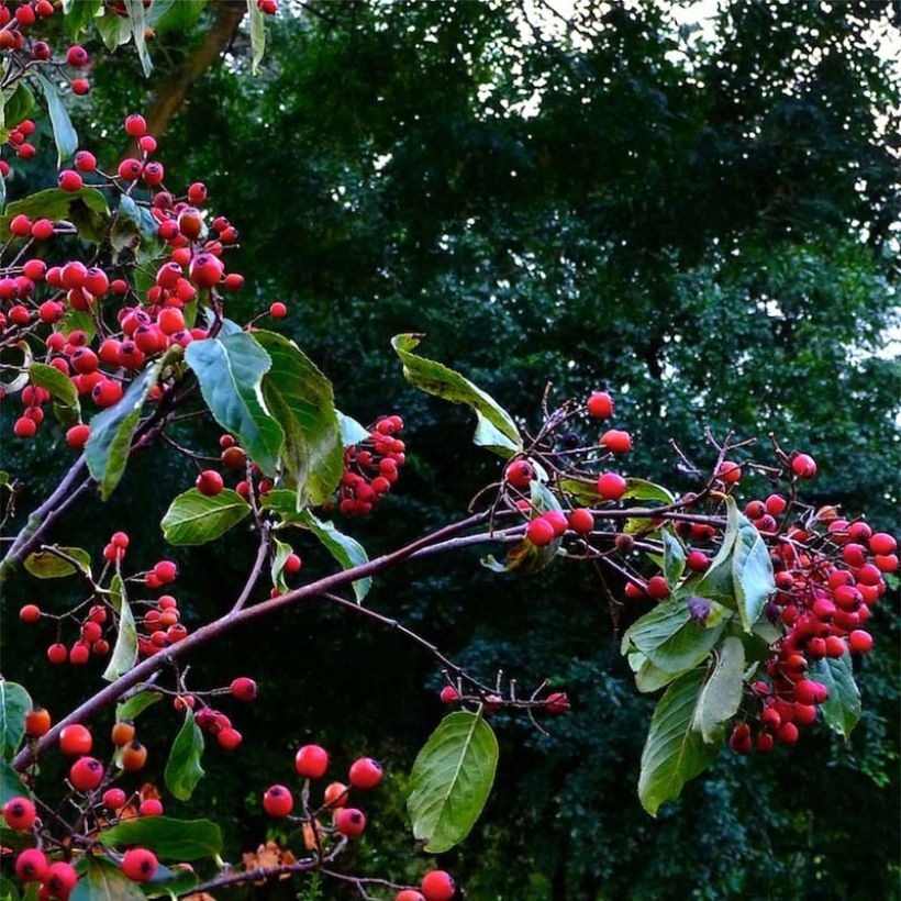 Photinia beauverdiana var. notabilis (Récolte)