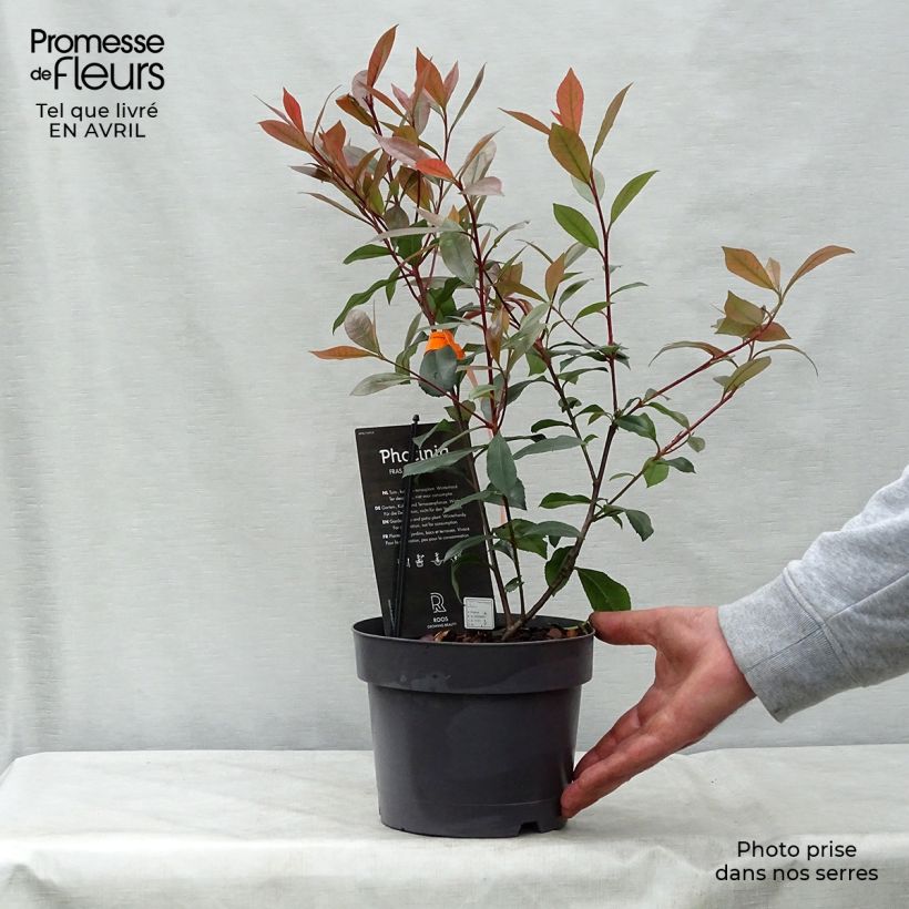 Spécimen de Photinia fraseri Carré Rouge en pot de 2/3L tel que livré au printemps