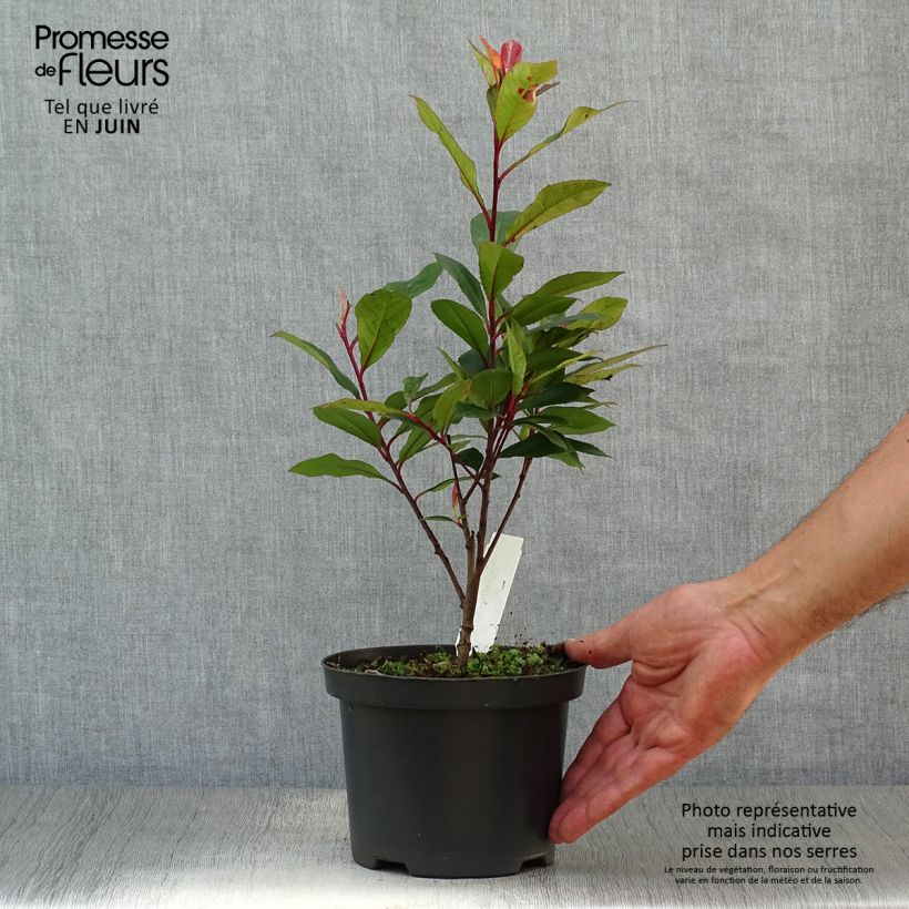 Spécimen de Photinia fraseri Carré Rouge Pot de 2L/3L tel que livré en été
