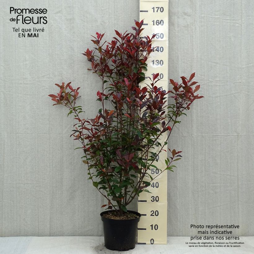 Spécimen de Photinia fraseri Carré Rouge en pot de 7,5L/10L tel que livré au printemps