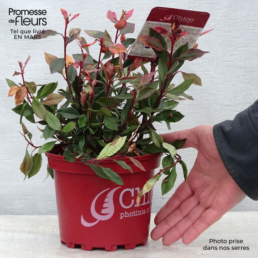 Spécimen de Photinia fraseri Chico tel que livré au printemps