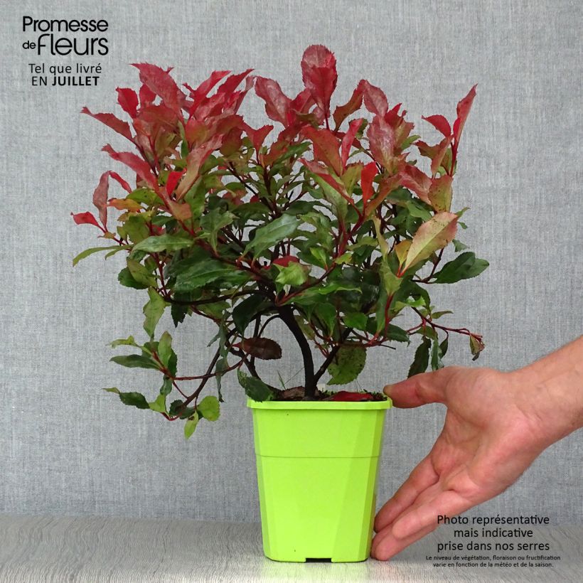 Spécimen de Photinia fraseri Corallina Pot de 1,5L/2L tel que livré en été