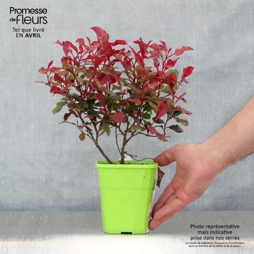 Spécimen de Photinia fraseri Corallina Pot de 1.5L tel que livré au printemps