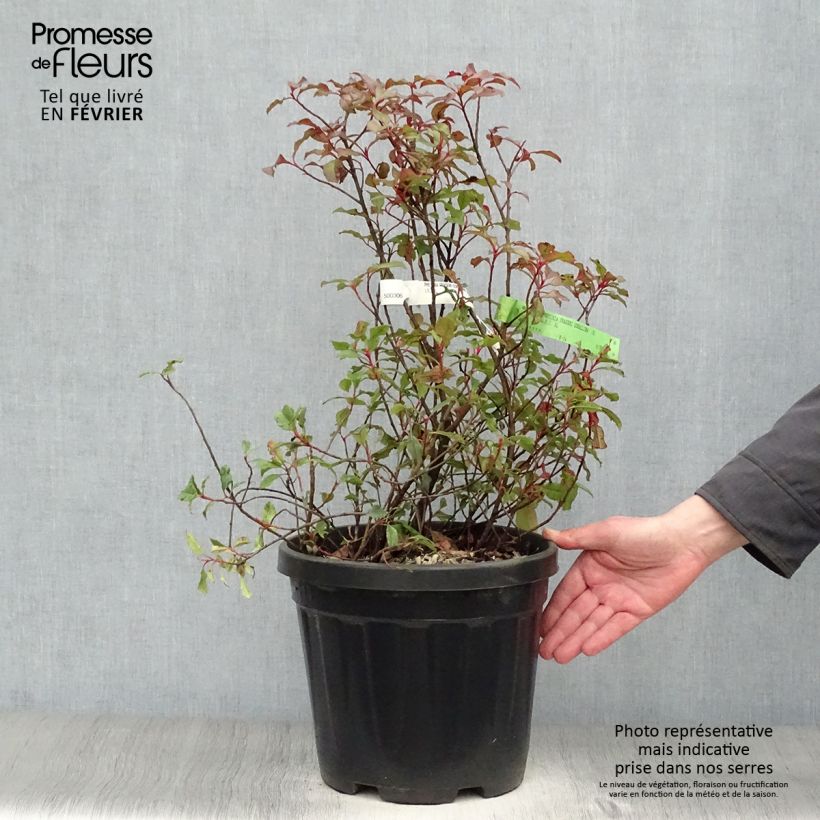 Spécimen de Photinia fraseri Corallina en pot de 7,5l/10l tel que livré en hiver