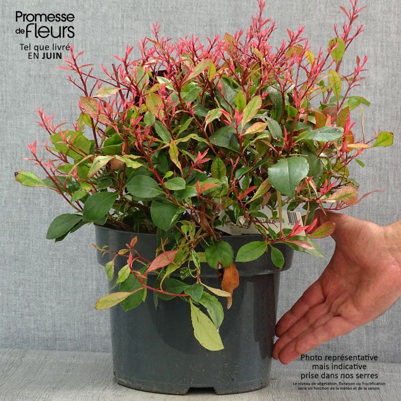 Spécimen de Photinia fraseri Little Fenna tel que livré au printemps