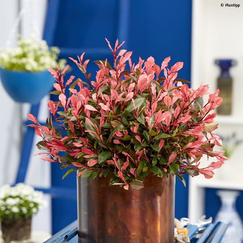 Photinia fraseri Little Fenna (Port)