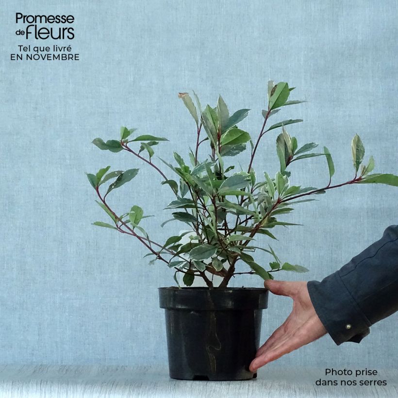 Spécimen de Photinia fraseri Louise tel que livré en automne