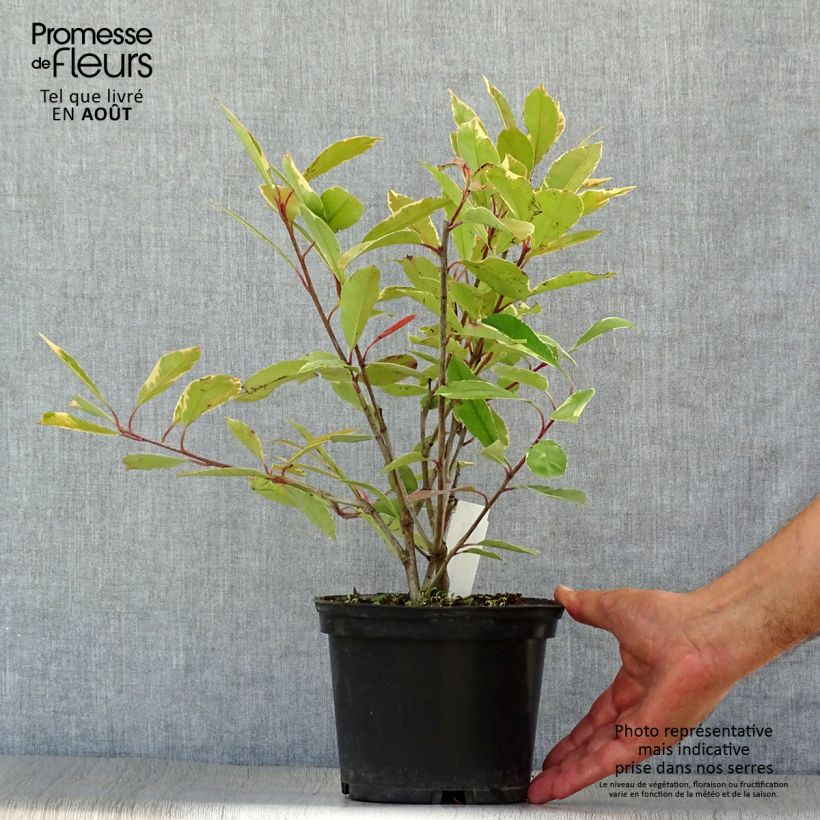 Spécimen de Photinia fraseri Louise Pot de 2L/3L tel que livré en été
