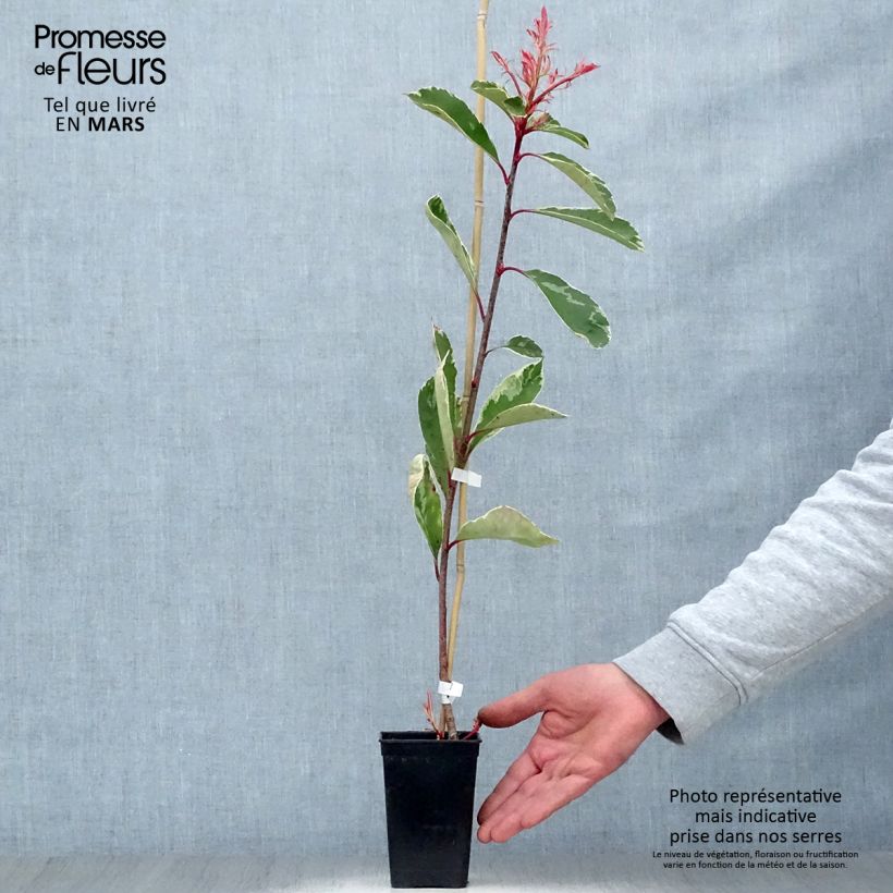 Spécimen de Photinia fraseri Pink Marble en pot de 1L tel que livré au printemps