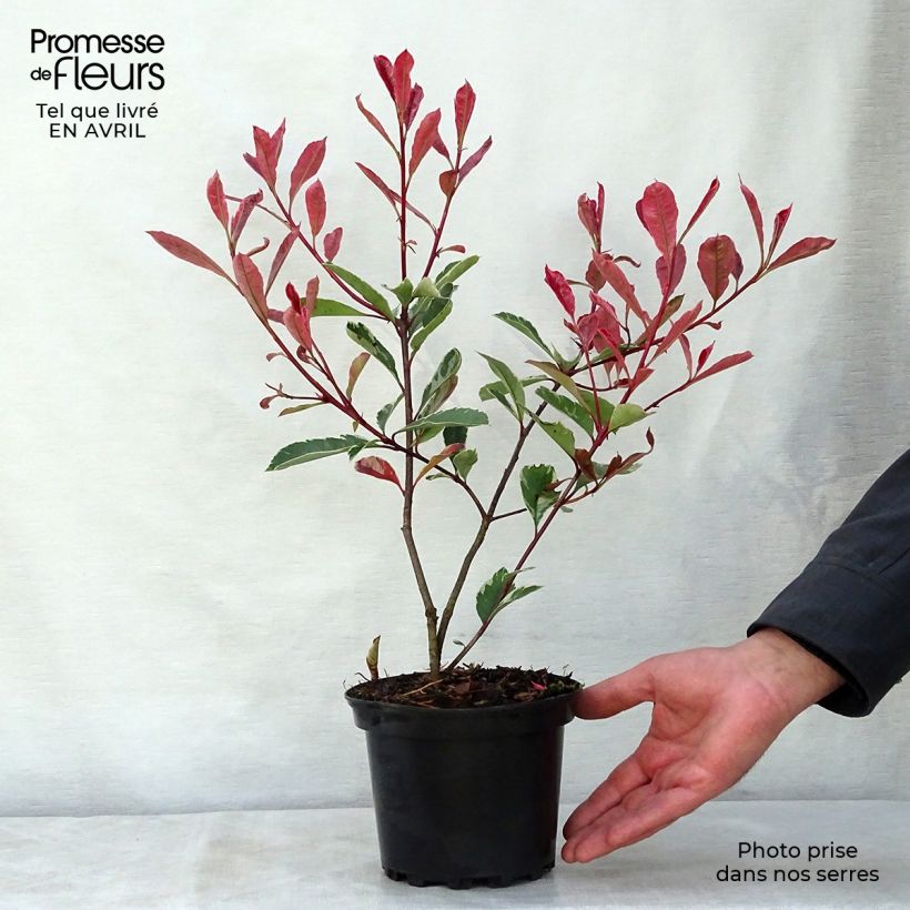 Spécimen de Photinia fraseri Pink Marble en pot de 2/3L tel que livré au printemps