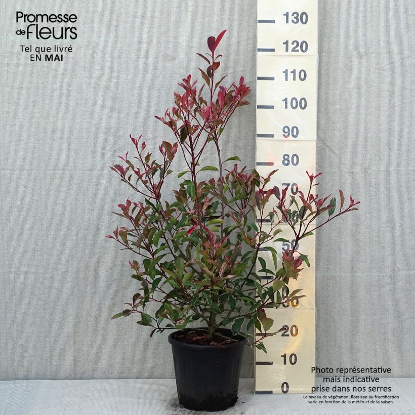 Spécimen de Photinia fraseri Pink Marble en pot de 7,5L/10L tel que livré au printemps