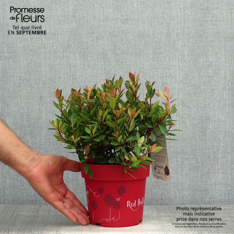 Spécimen de Photinia fraseri Red Ballcoon Pot de 2L/3L tel que livré en automne