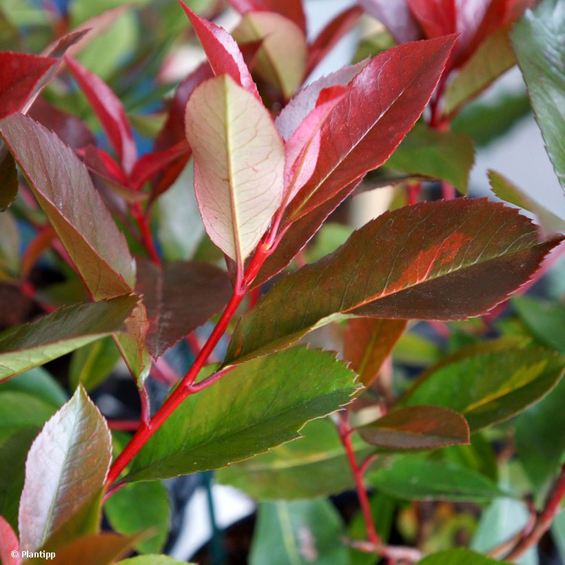 Photinia fraseri Red Light (Feuillage)