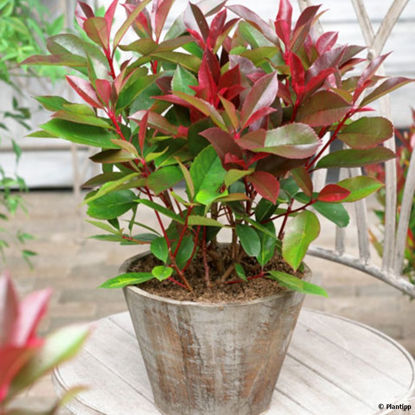 Photinia fraseri Red Light (Port)