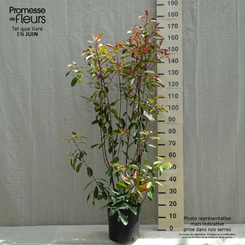 Spécimen de Photinia fraseri Red Robin 100/125cm en pot de 12L tel que livré au printemps
