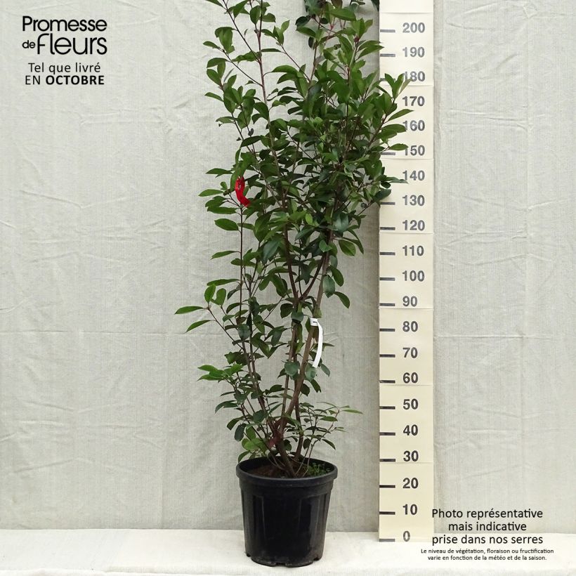 Spécimen de Photinia fraseri Red Robin Pot de 18L/20L tel que livré en été