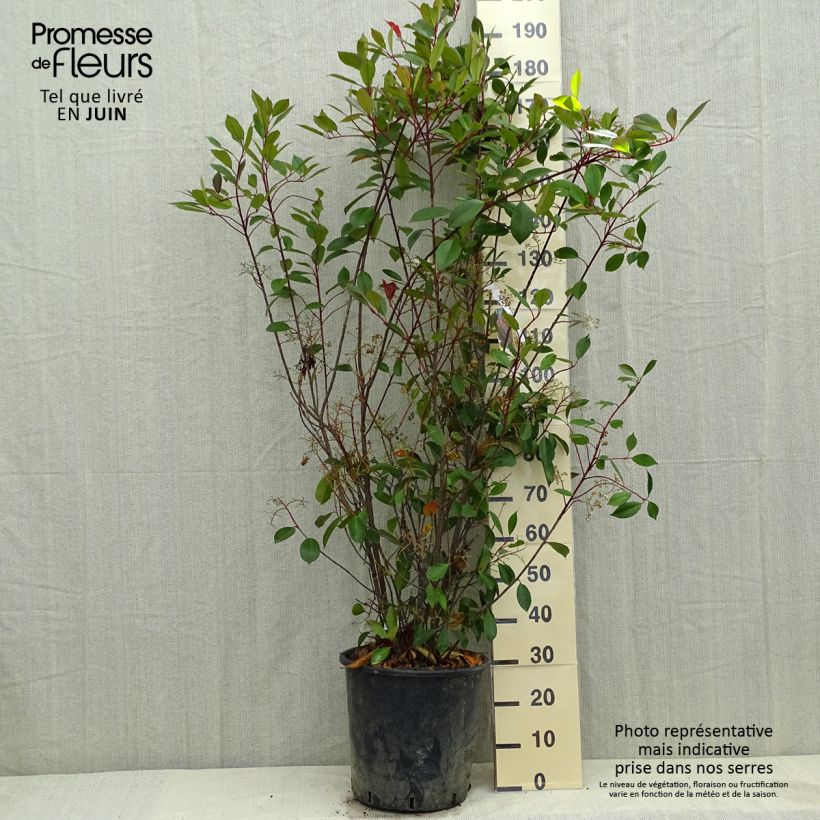 Spécimen de Photinia fraseri Red Robin 125/150cm en pot de 18/20L tel que livré au printemps
