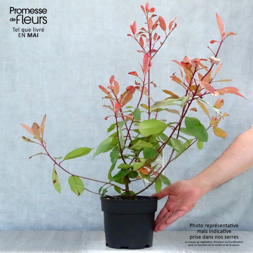Spécimen de Photinia fraseri Red Robin en pot de 2L/3L tel que livré au printemps