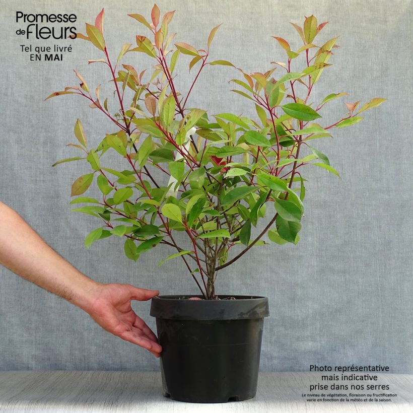 Spécimen de Photinia fraseri Red Robin 80/100cm en pot de 7.5L tel que livré au printemps