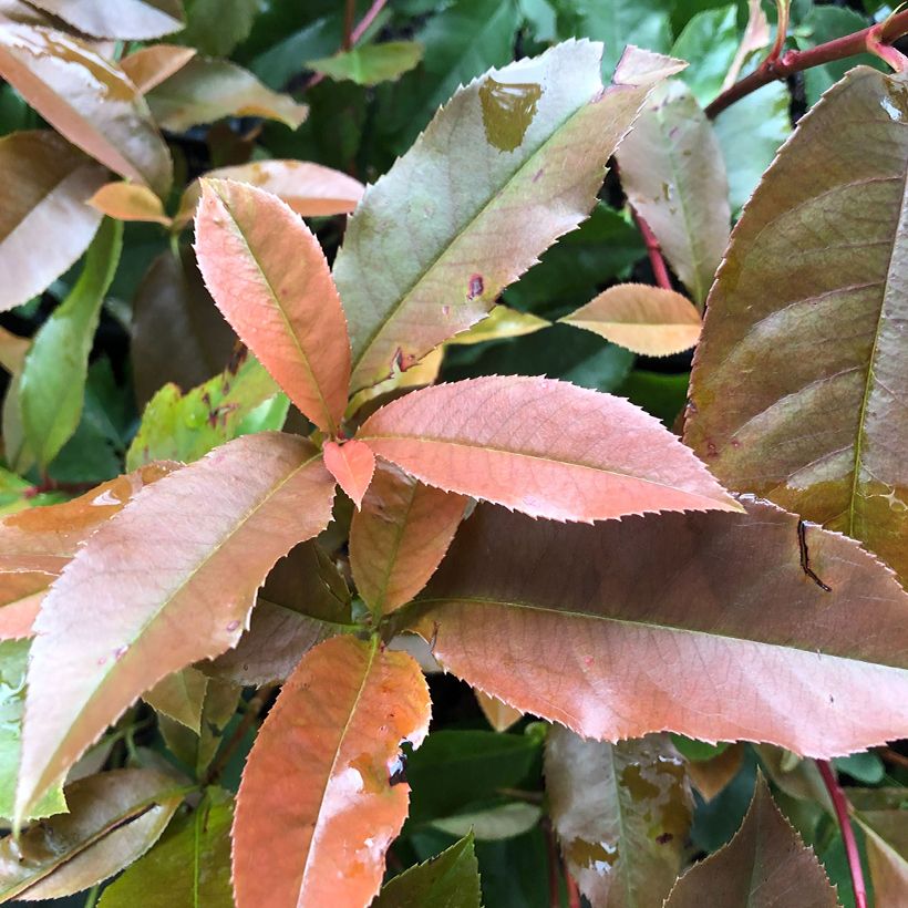 Photinia fraseri Red Robin Blood (Feuillage)