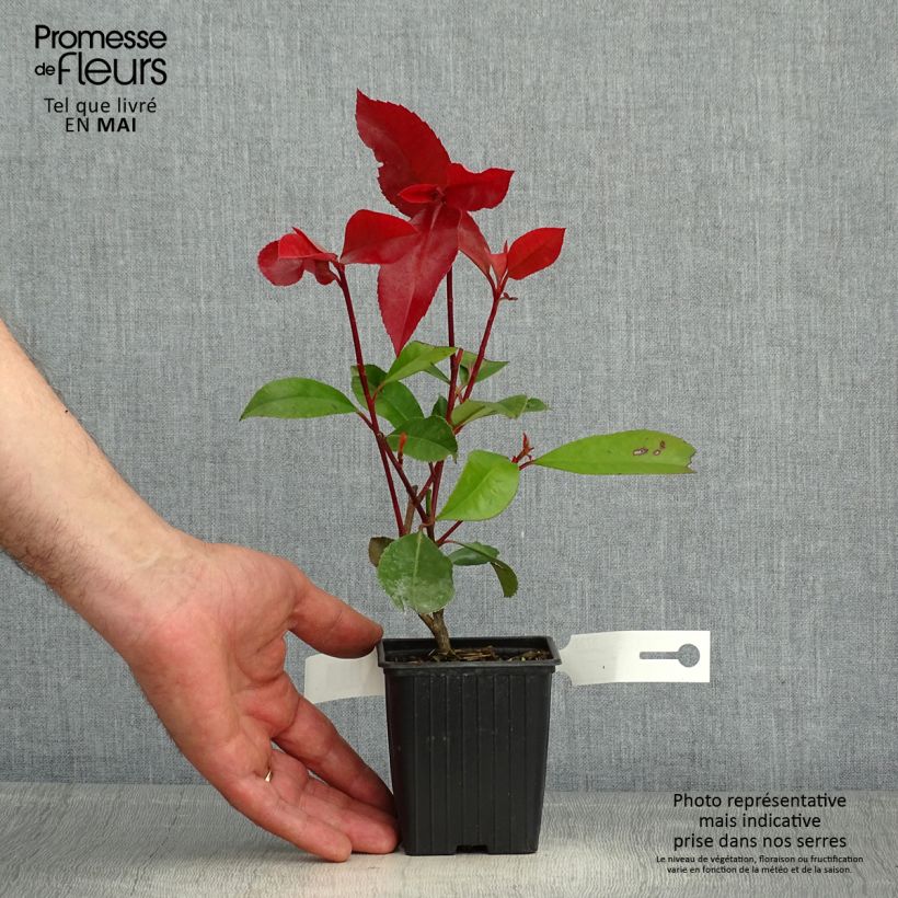Spécimen de Photinia fraseri Red Robin en godet de 9cm tel que livré au printemps