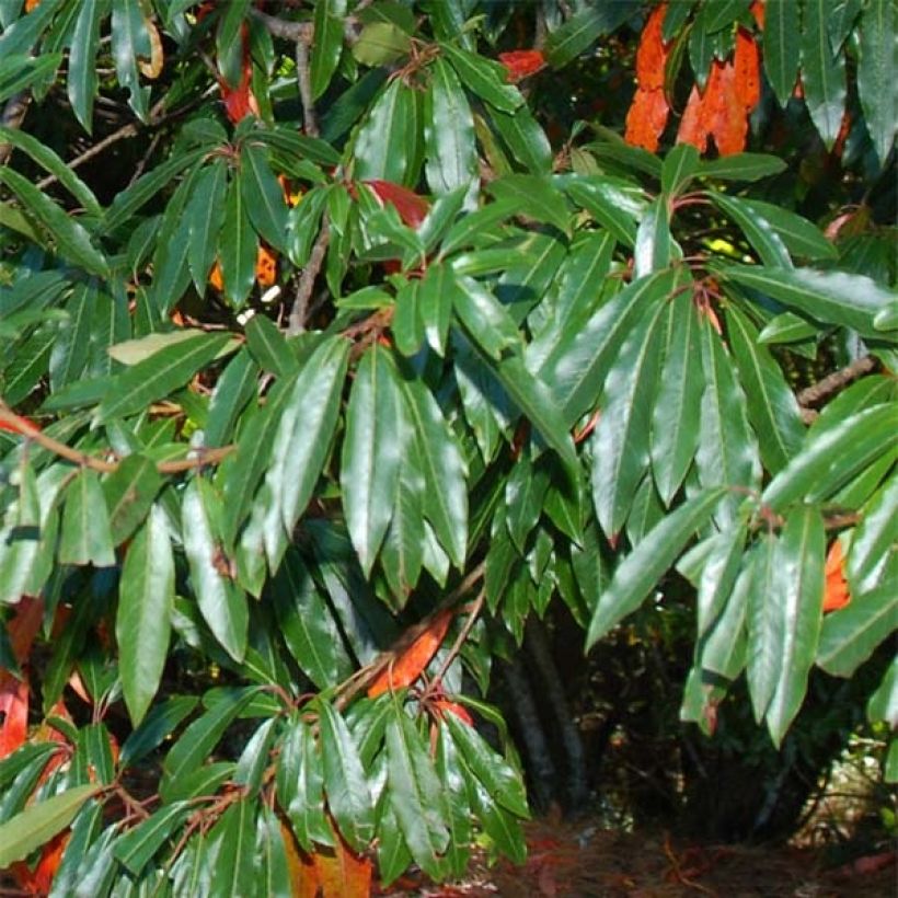 Photinia niitakayamensis (Feuillage)