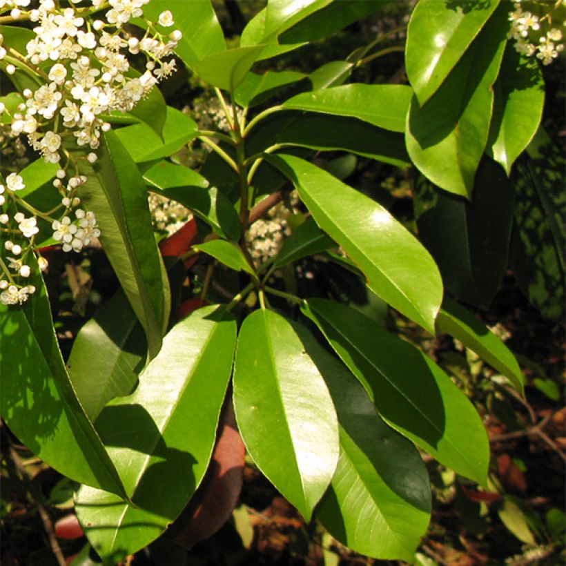 Photinia serratifolia - Photinia de Chine (Feuillage)