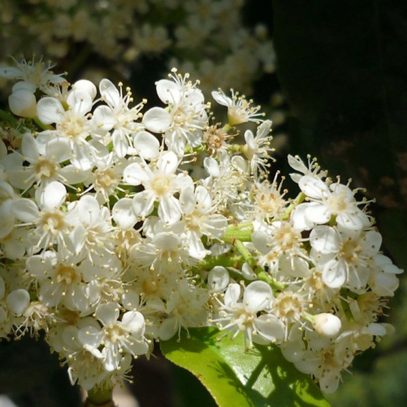 Photinia serratifolia - Photinia de Chine (Floraison)