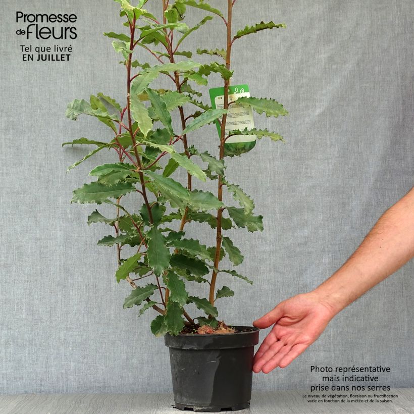 Spécimen de Photinia serratifolia Crunchy tel que livré en ete