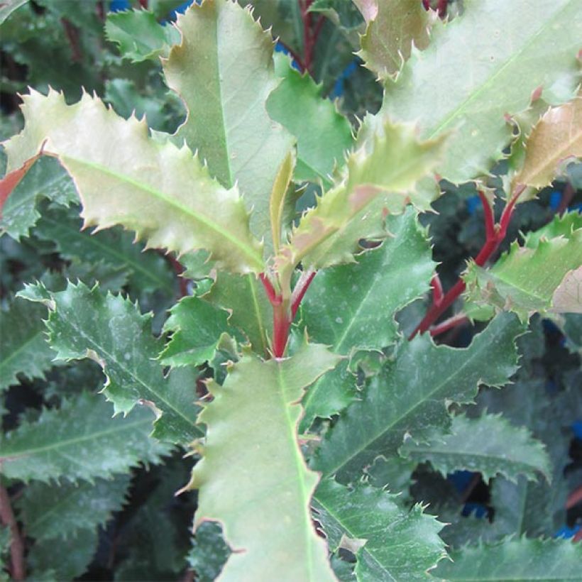Photinia serratifolia Crunchy (Feuillage)