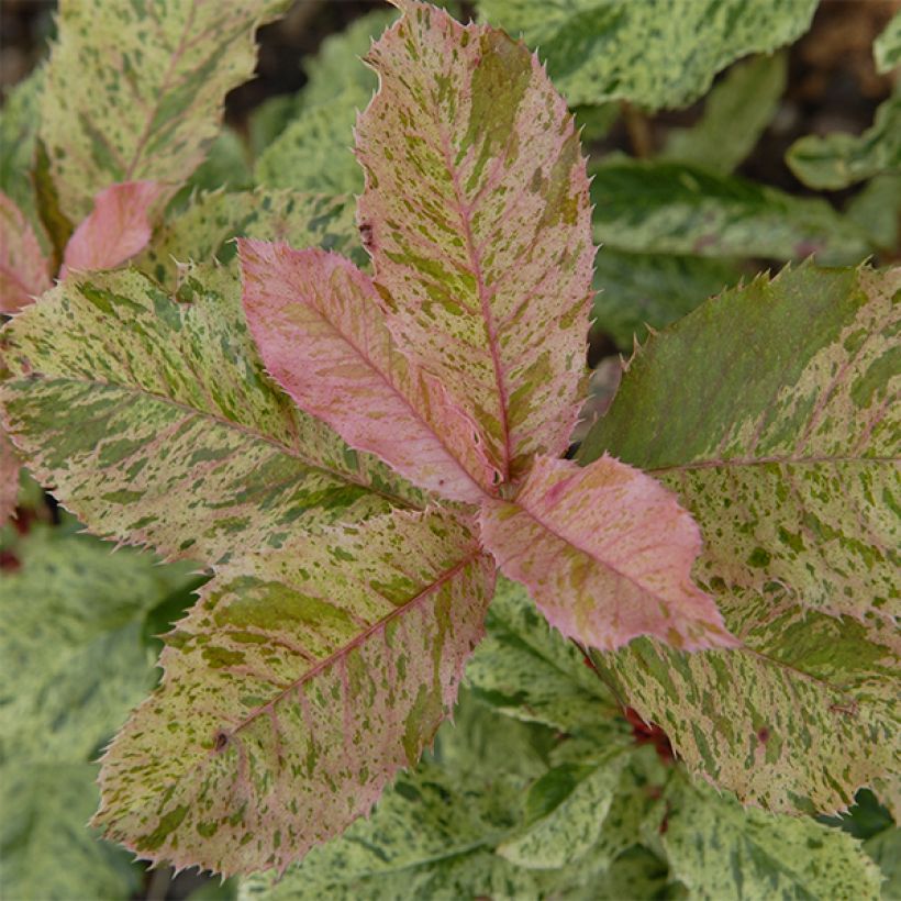 Photinia serratifolia Pink Crispy (Feuillage)