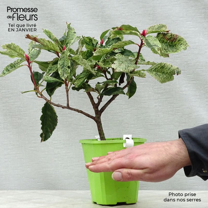 Spécimen de Photinia serratifolia Pink Crispy Pot de 1L/1,5L tel que livré en hiver