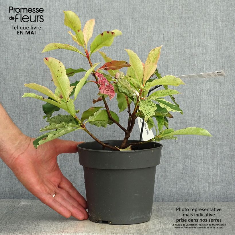 Spécimen de Photinia serratifolia Pink Crispy en pot de 2L tel que livré au printemps