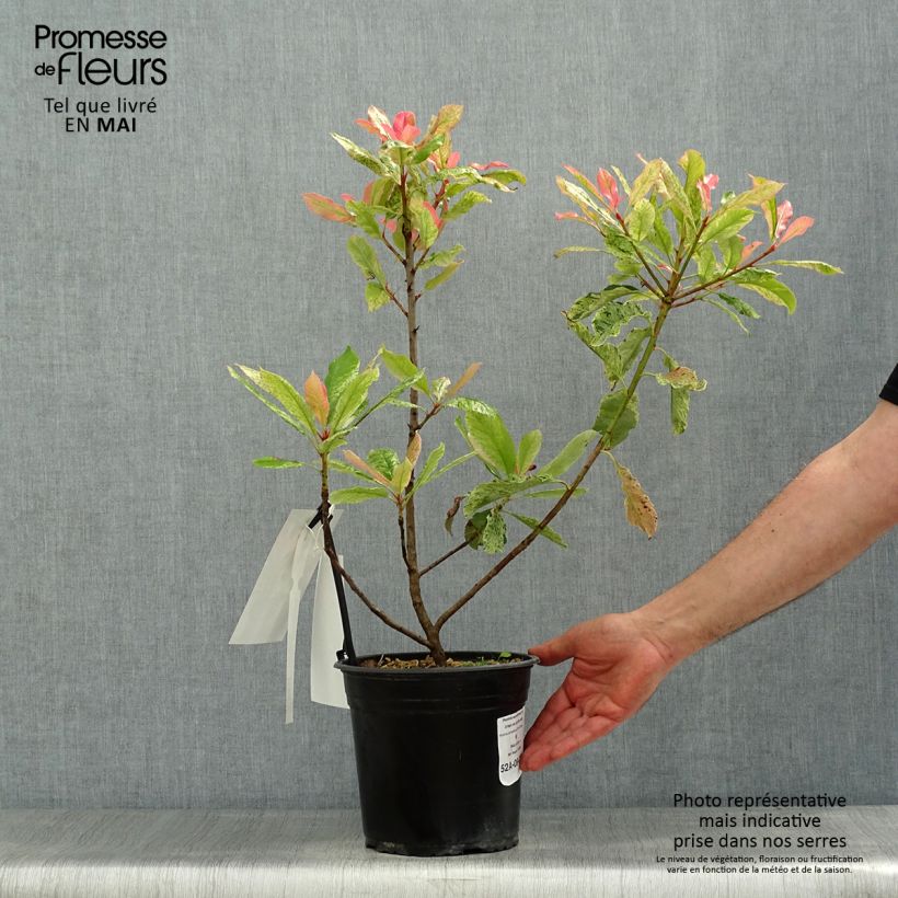 Spécimen de Photinia serratifolia Pink Crispy en pot de 4/5L tel que livré au printemps