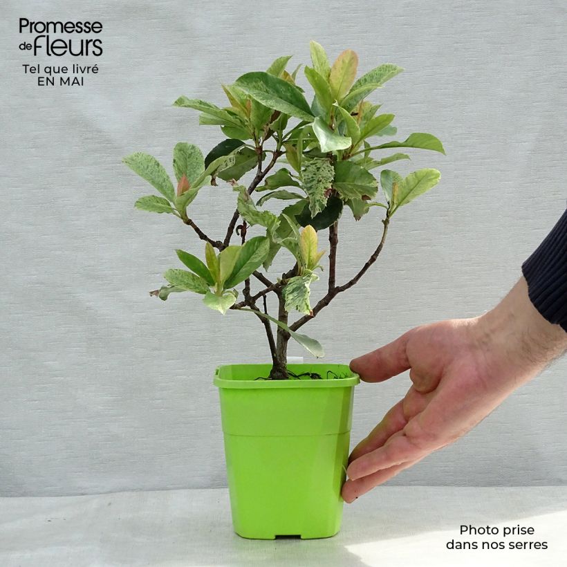 Spécimen de Photinia serratifolia Pink Crispy en pot de 1,3L tel que livré au printemps