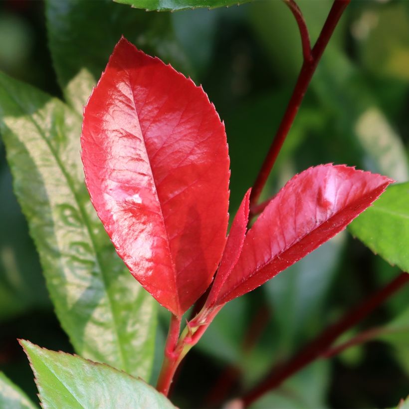 Photinia fraseri Baton Rouge (Feuillage)