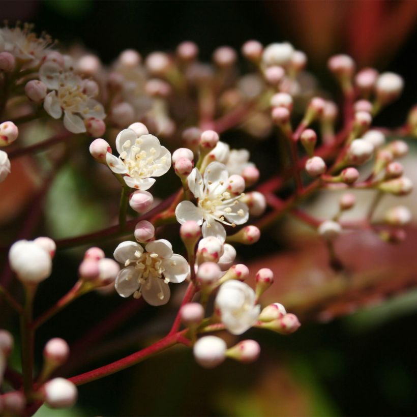Photinia fraseri Baton Rouge (Floraison)