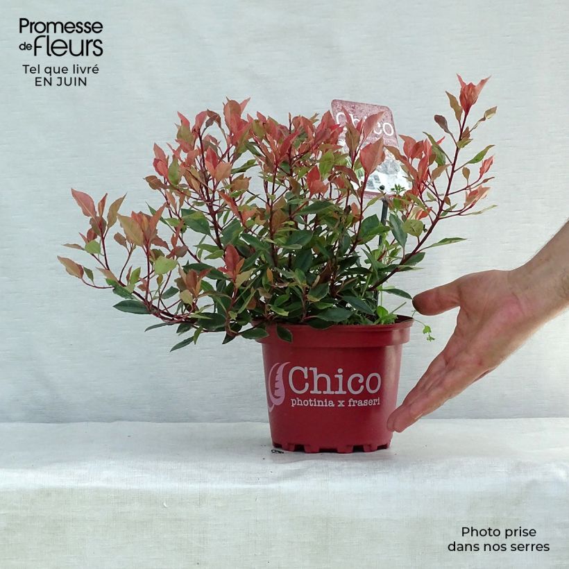 Spécimen de Photinia fraseri Chico Pot de 2L/3L tel que livré en été