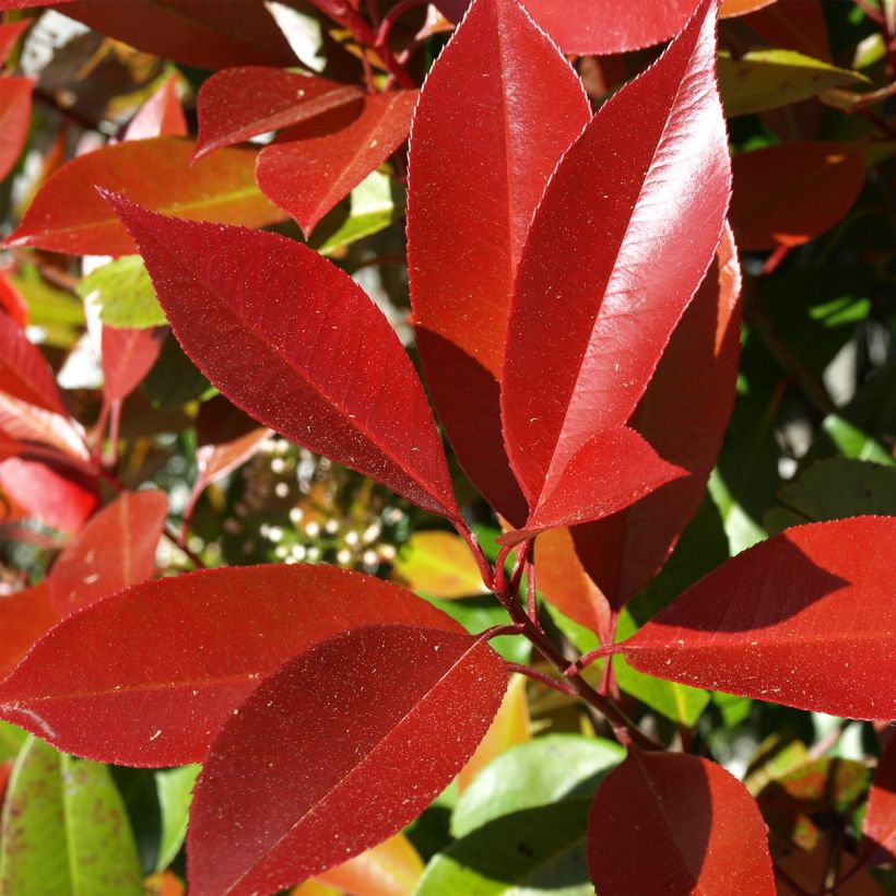 Photinia fraseri Dynamo Red (Feuillage)