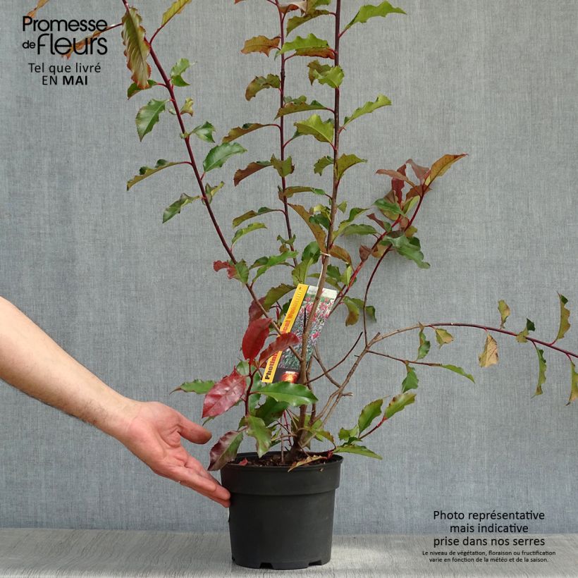 Spécimen de Photinia x fraseri Magical Volcano en pot de 2L/3L tel que livré au printemps