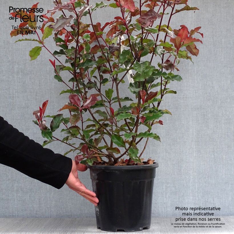 Spécimen de Photinia x fraseri Magical Volcano en pot de 7,5L/10L tel que livré au printemps