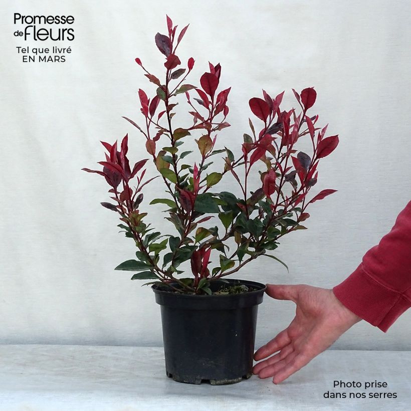 Spécimen de Photinia x fraseri Nana pot 2L./3L. - Photinia nain tel que livré au printemps