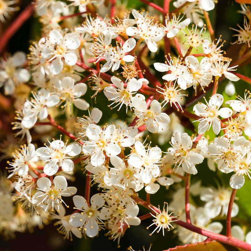 Photinia x fraseri Nana (Floraison)