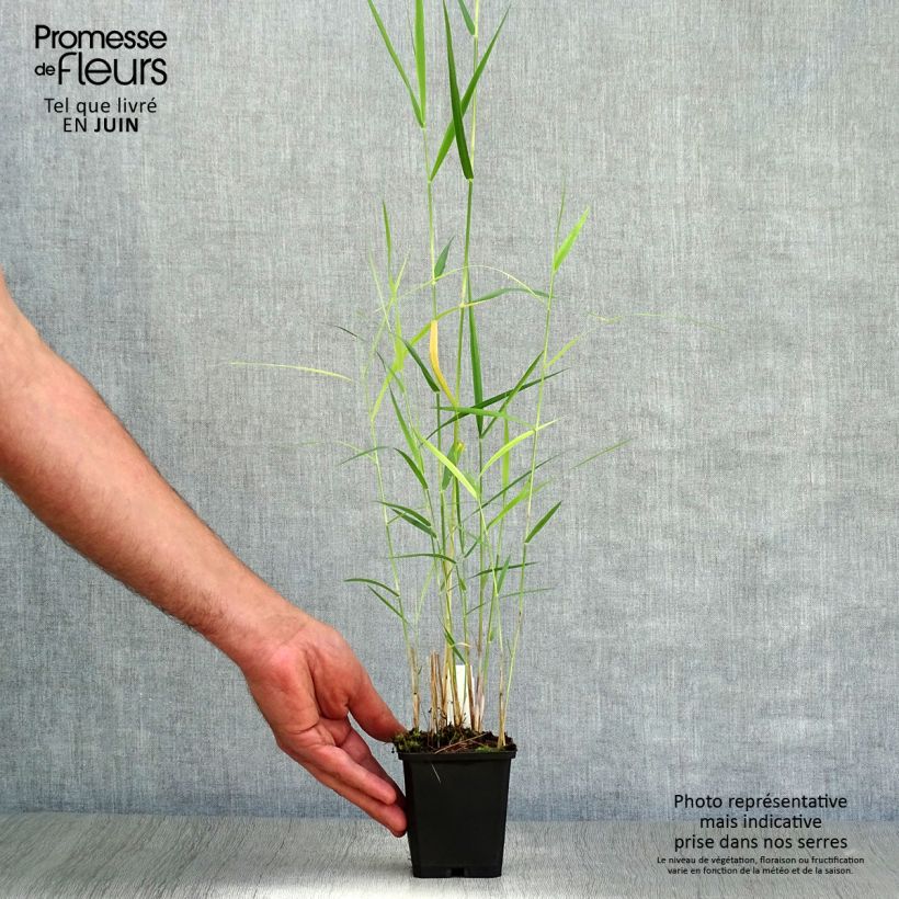 Spécimen de Phragmites australis - Roseau commun Godet de 8/9 cm tel que livré en été