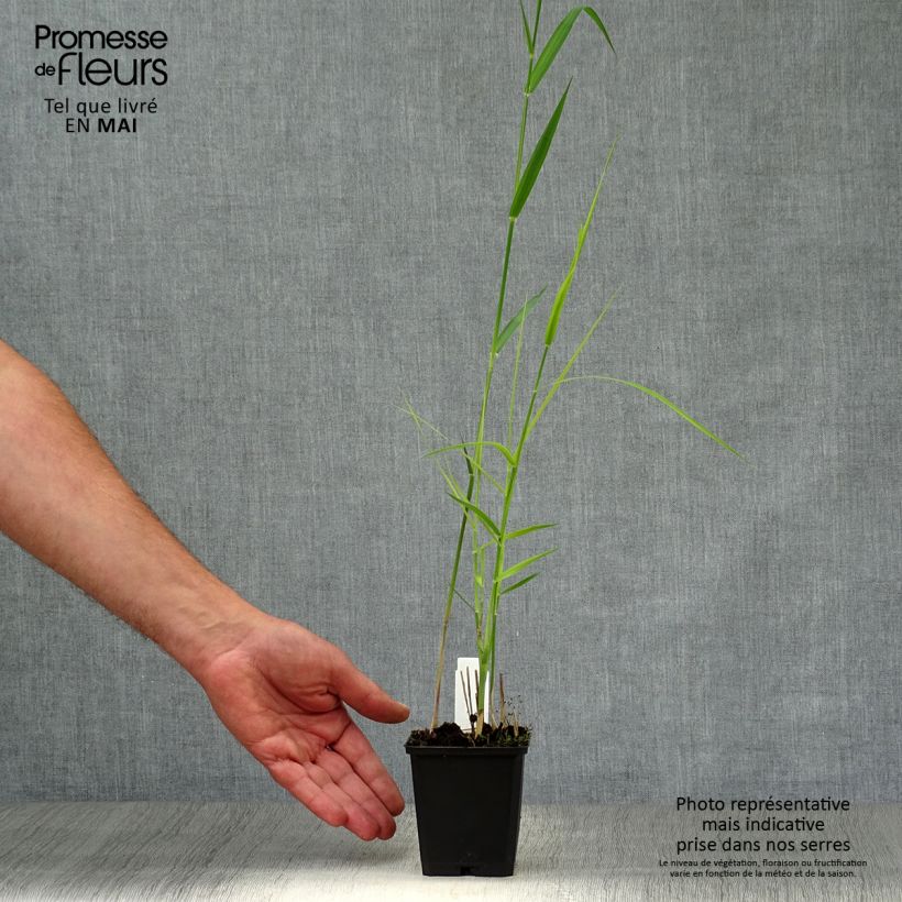 Spécimen de Phragmites australis - Roseau commun Godet de 9cm tel que livré au printemps