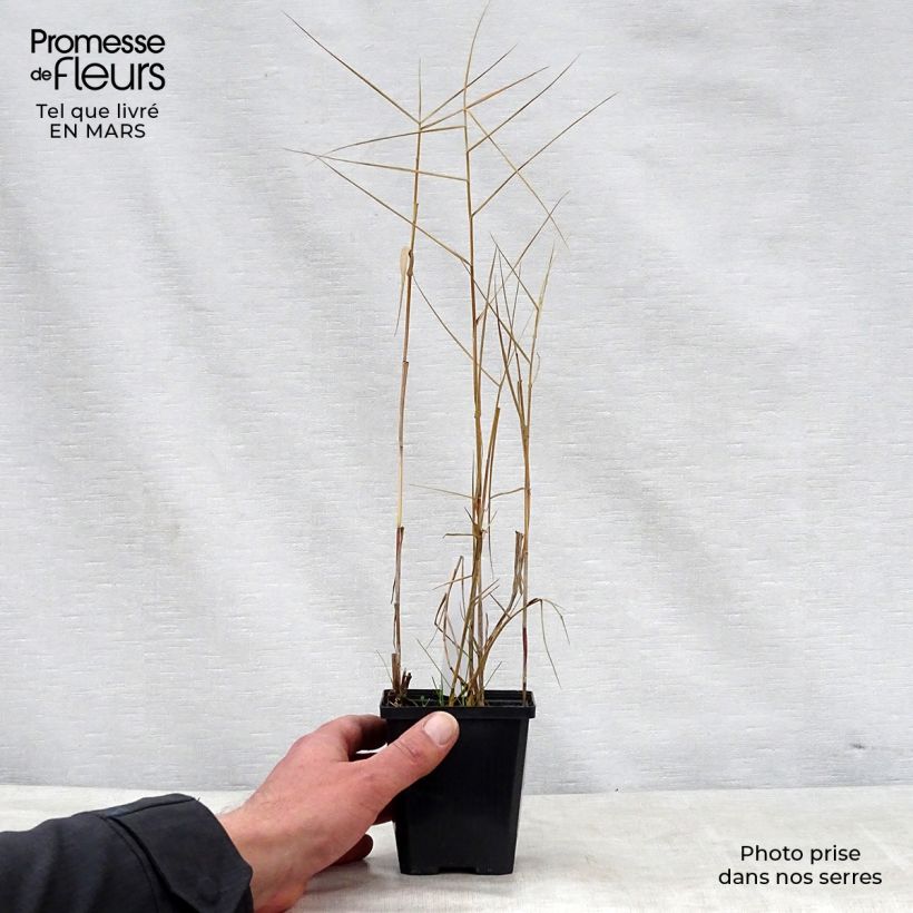 Spécimen de Phragmites australis Variegatus - Roseau panaché tel que livré au printemps