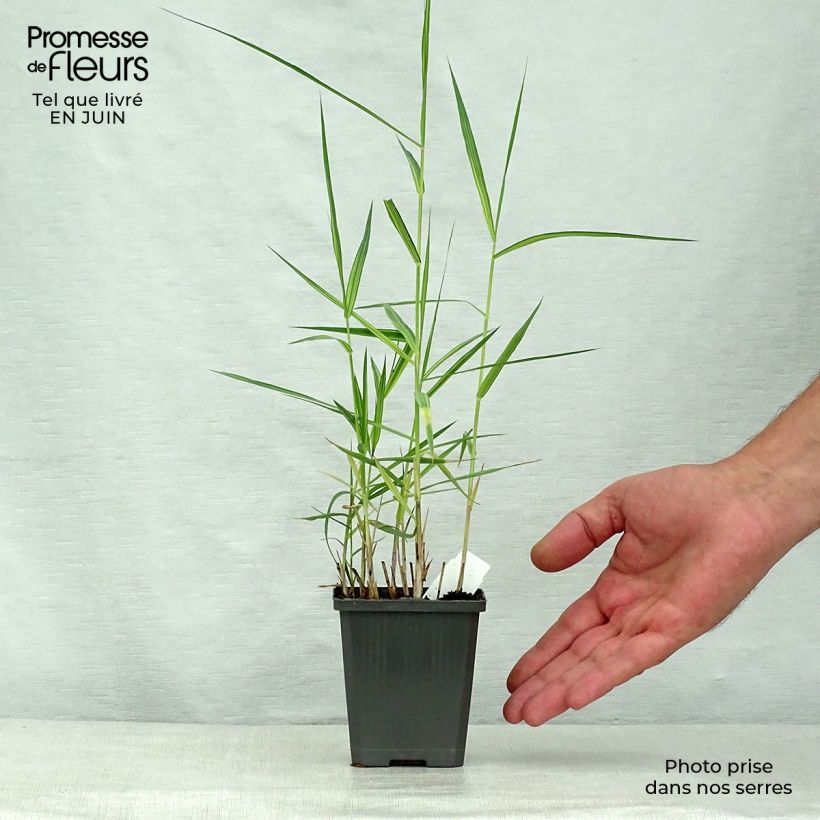 Spécimen de Phragmites australis Variegatus - Roseau panaché Godet de 8/9 cm tel que livré en été